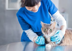Das Bild zeigt eine Tierärztin bei der Kontrolle einer Katze
