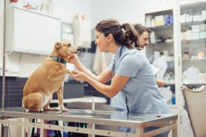 Hund als Symbol für Tiergesundheit und die Forschung von ASTRA Therapeutics an neuen Wirkstoffen gegen den Herzwurm.